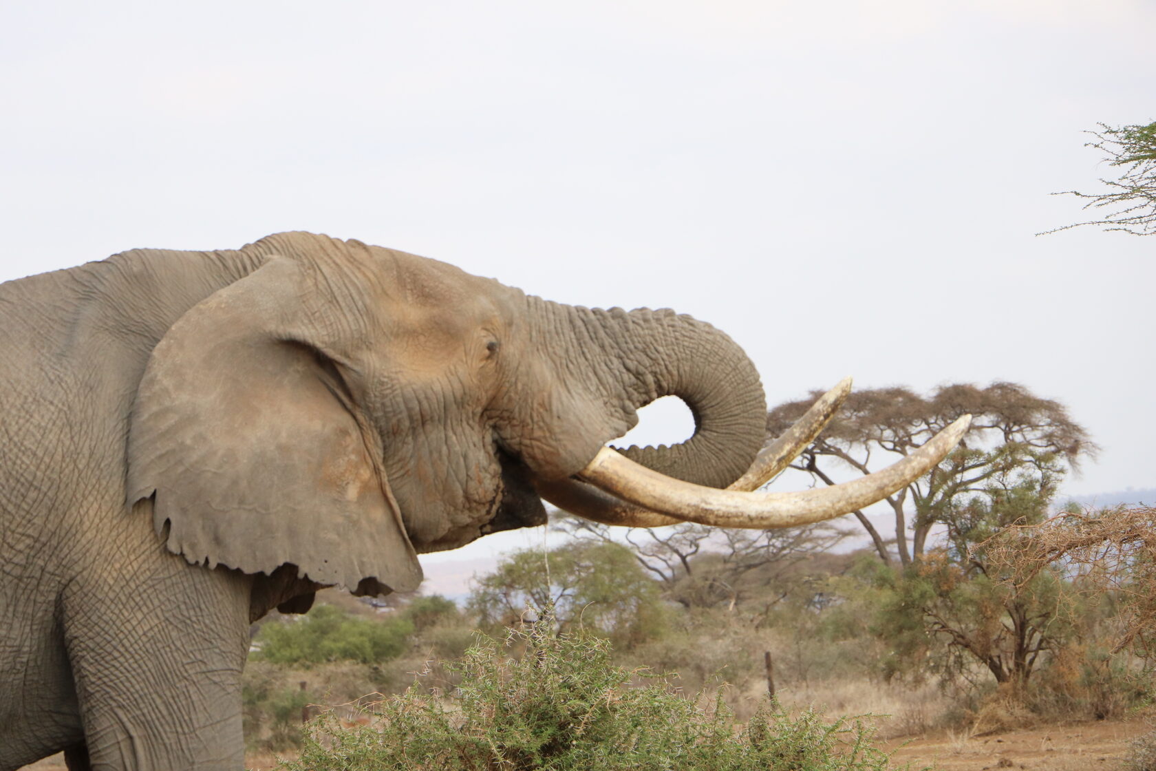 Giants of the Savanna